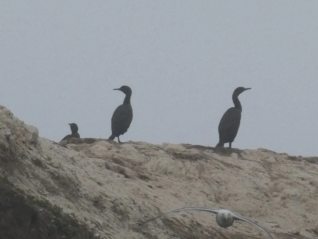 海鸬鹚(Urile pelagicus)