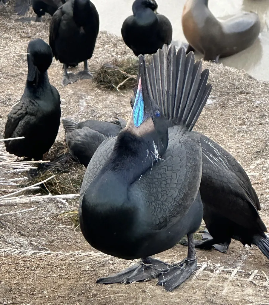 加州鸬鹚(Urile penicillatus)