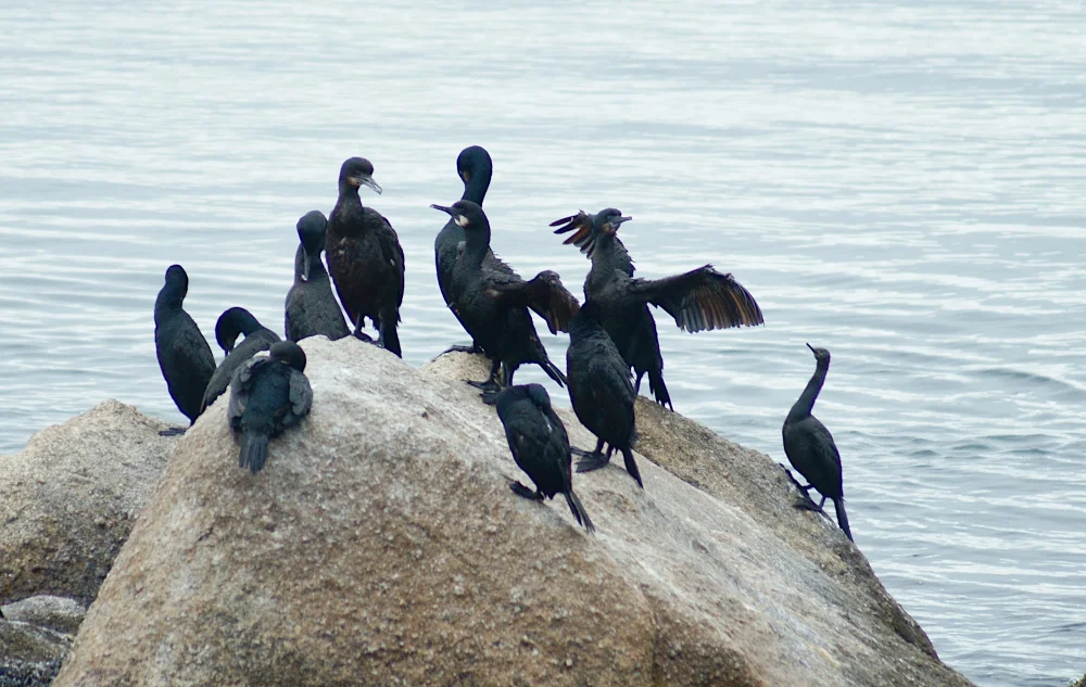 加州鸬鹚(Urile penicillatus)