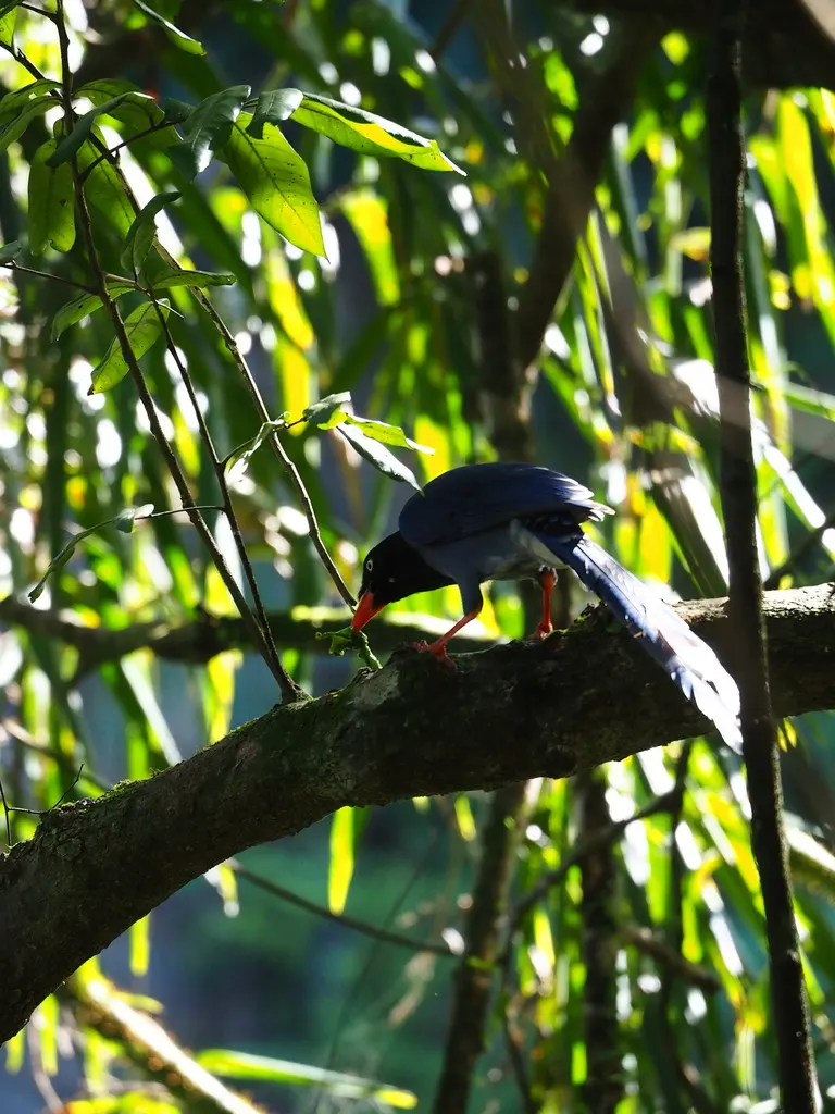 台湾蓝鹊(Urocissa caerulea)