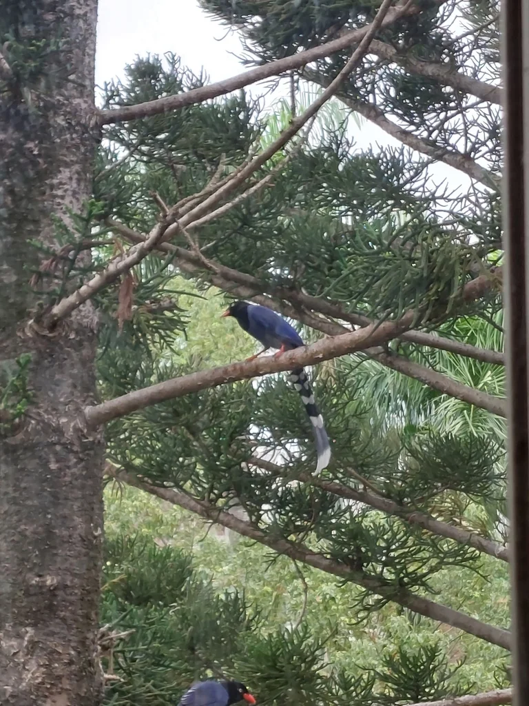 台湾蓝鹊(Urocissa caerulea)