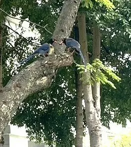 台湾蓝鹊(Urocissa caerulea)