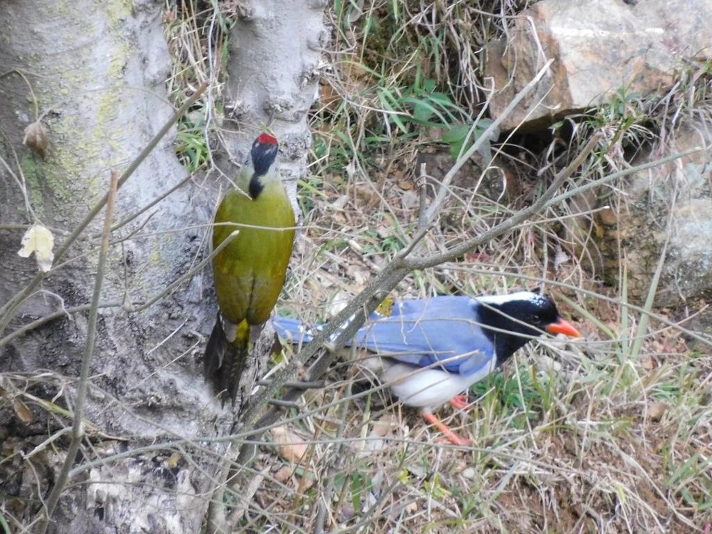 红嘴蓝鹊(Urocissa erythroryncha)