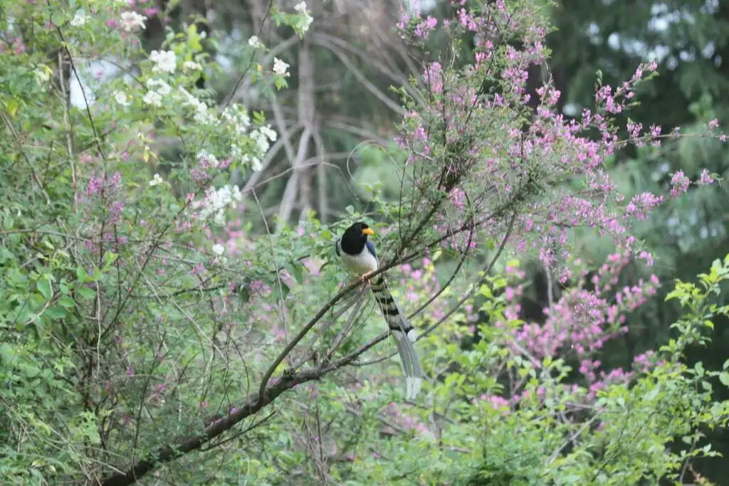 黄嘴蓝鹊(Urocissa flavirostris)