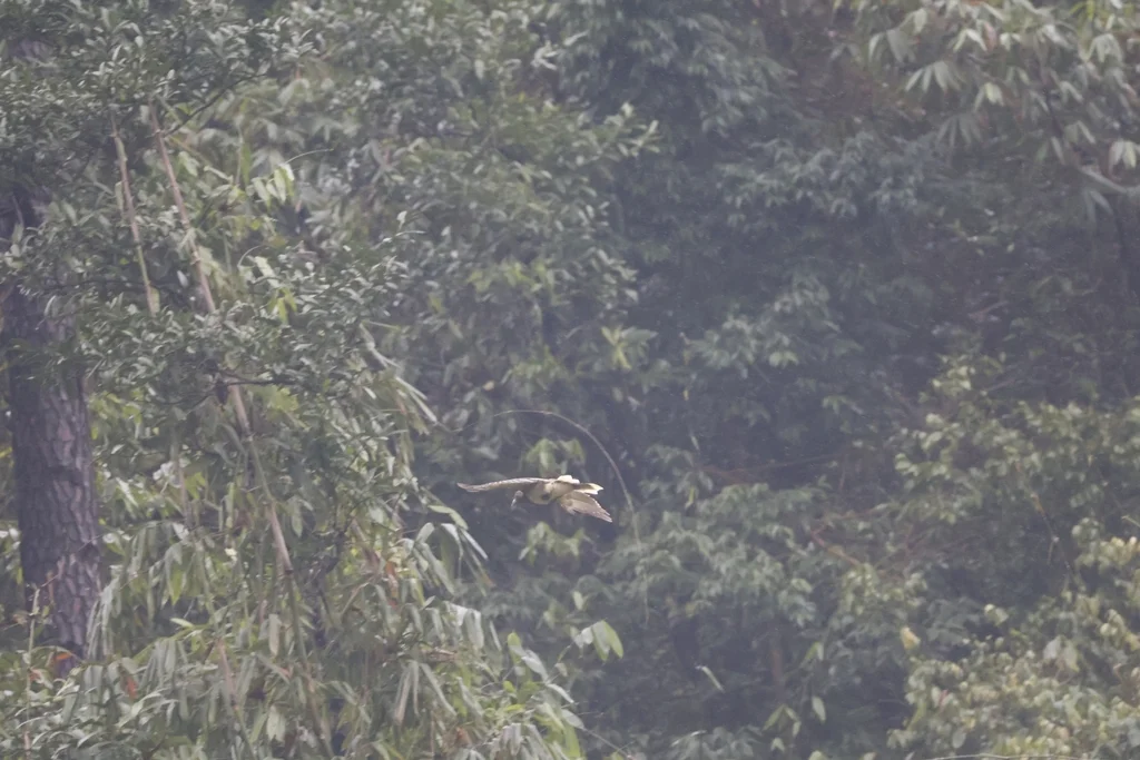 白翅蓝鹊(Urocissa whiteheadi)