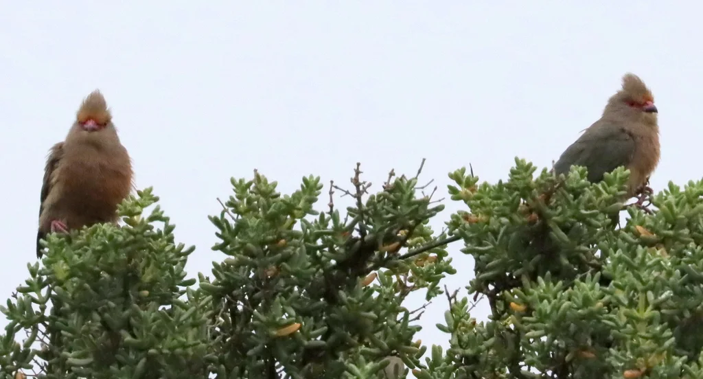 红脸鼠鸟(Urocolius indicus)