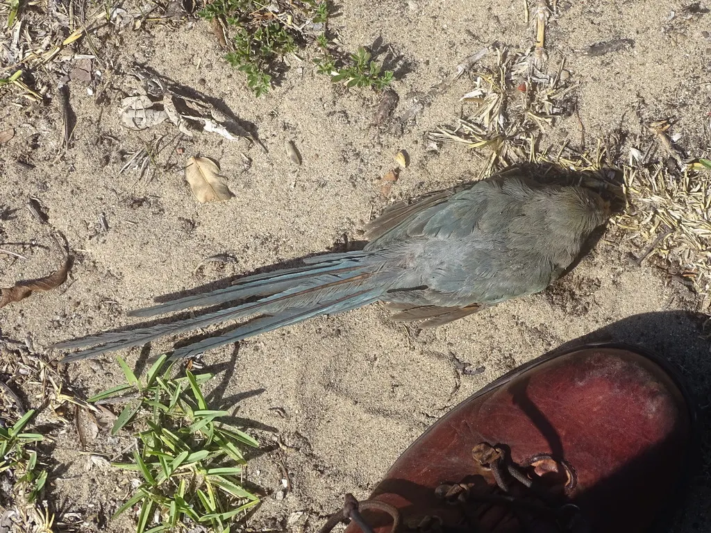 红脸鼠鸟(Urocolius indicus)