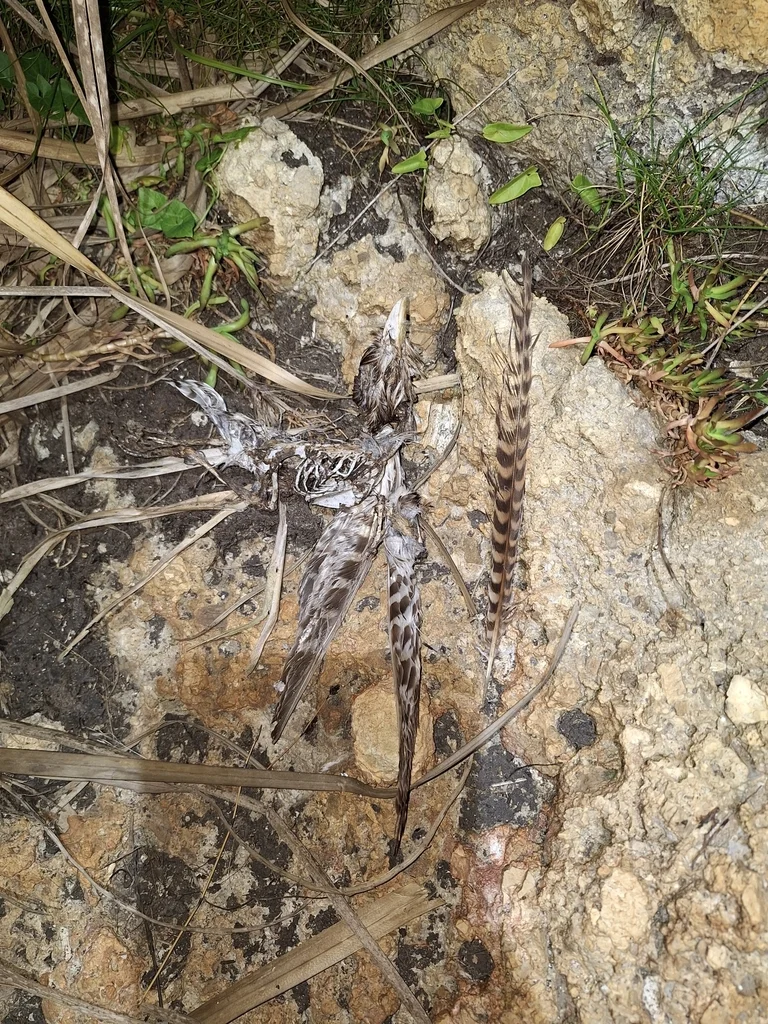 长尾噪鹃(Urodynamis taitensis)