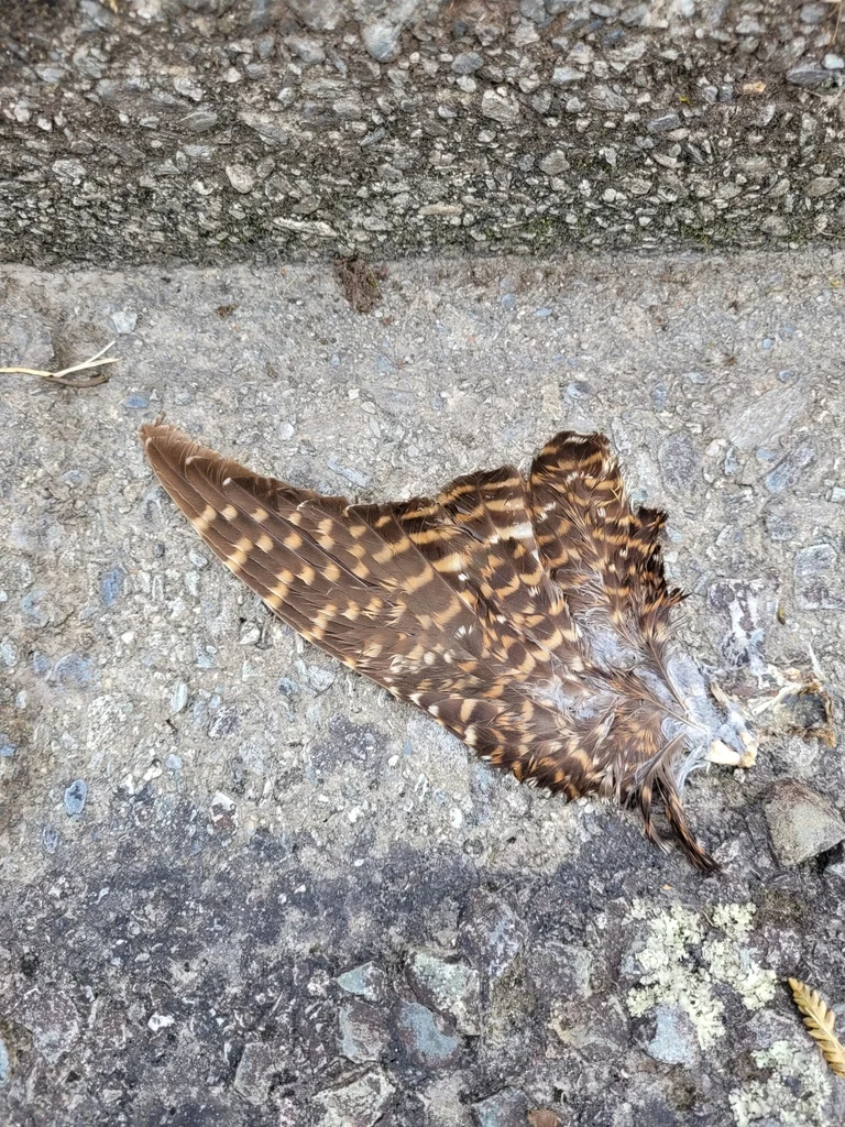 长尾噪鹃(Urodynamis taitensis)