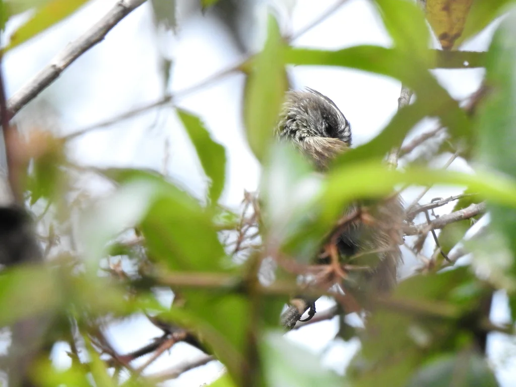 敏雀霸鹟(Uromyias agilis)