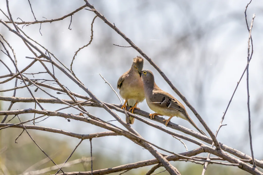 长尾地鸠(Uropelia campestris)