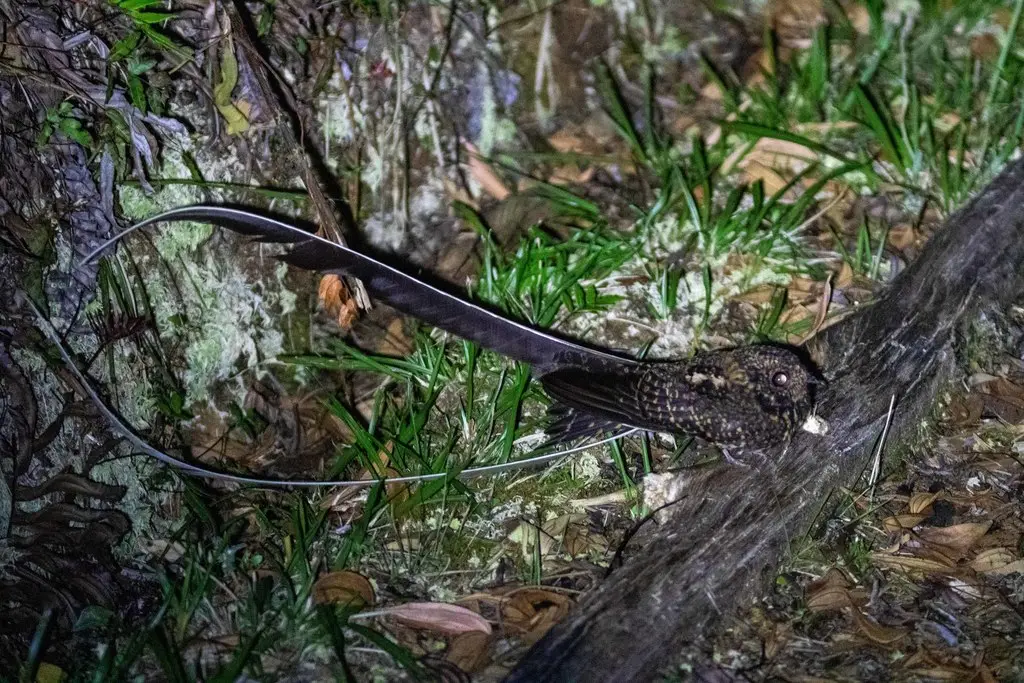 小燕尾夜鹰(Uropsalis segmentata)