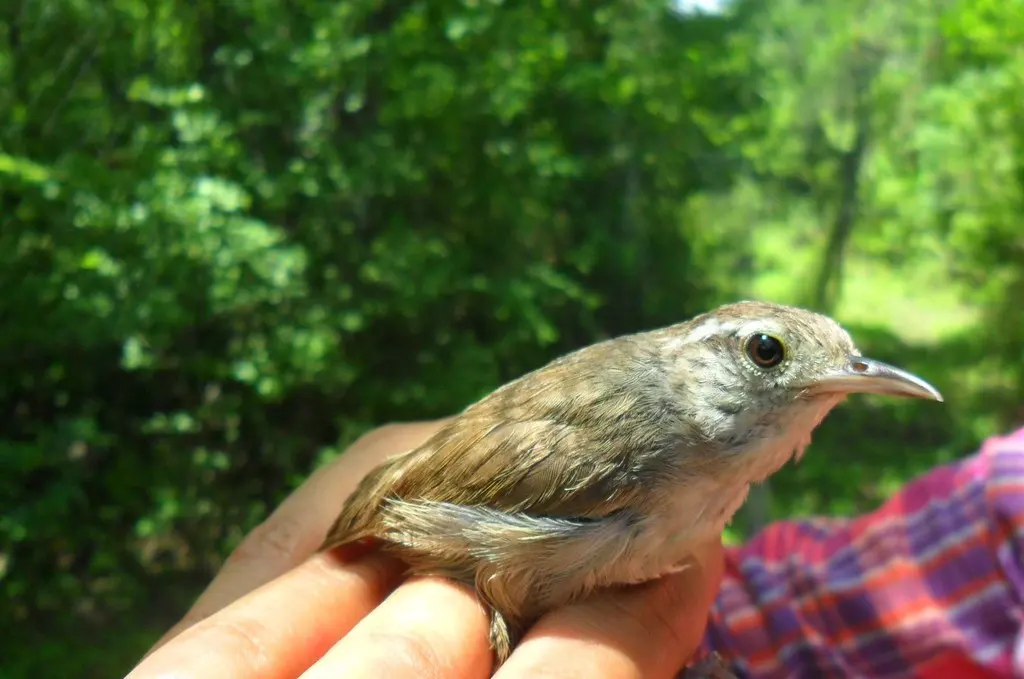 白腹鹪鹩(Uropsila leucogastra)