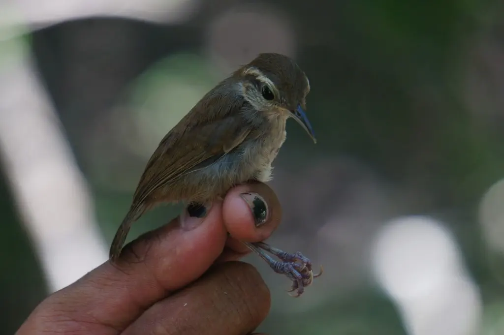 白腹鹪鹩(Uropsila leucogastra)