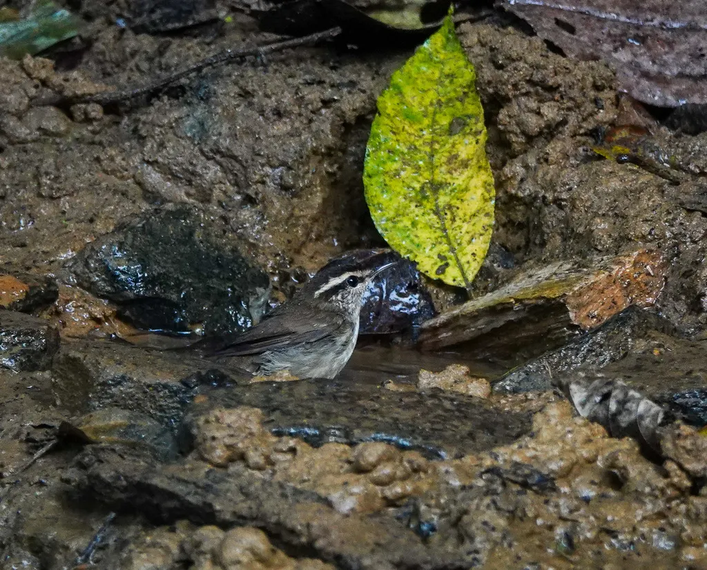 鳞头树莺(Urosphena squameiceps)
