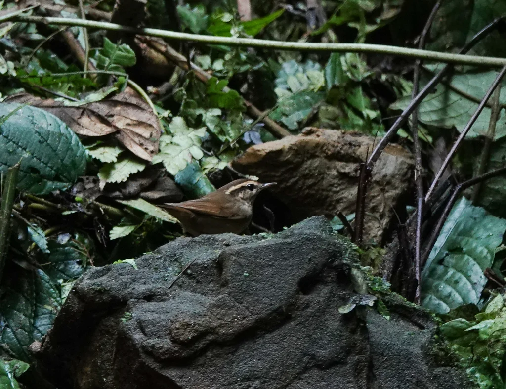 鳞头树莺(Urosphena squameiceps)