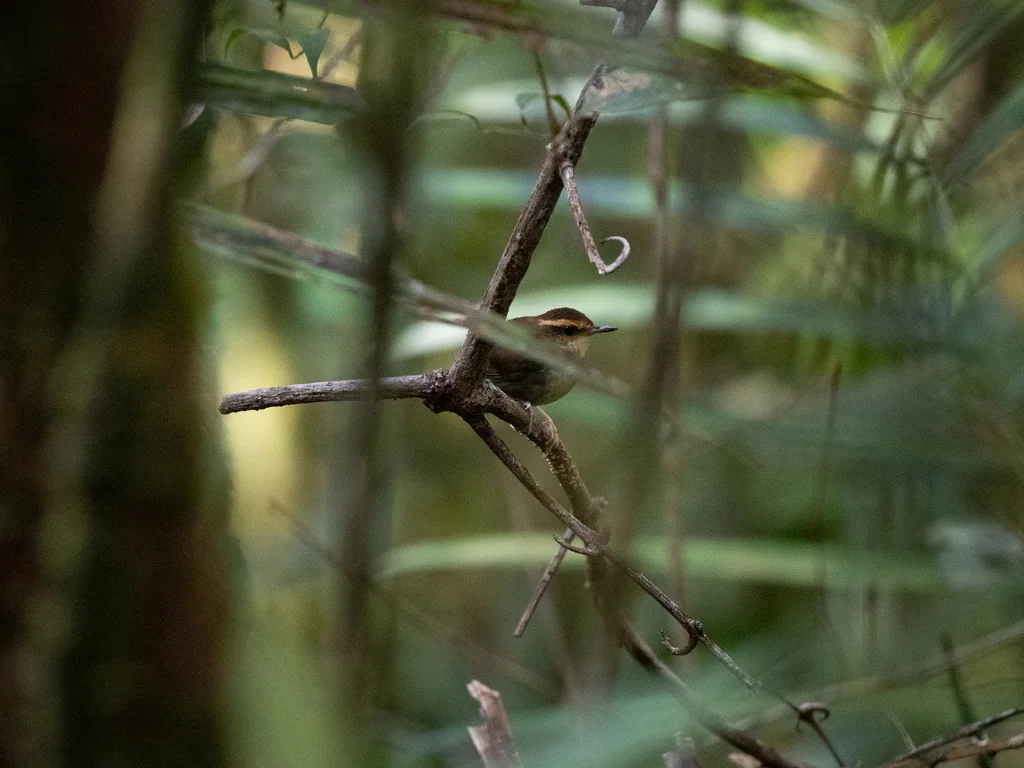 印尼短尾莺(Urosphena whiteheadi)
