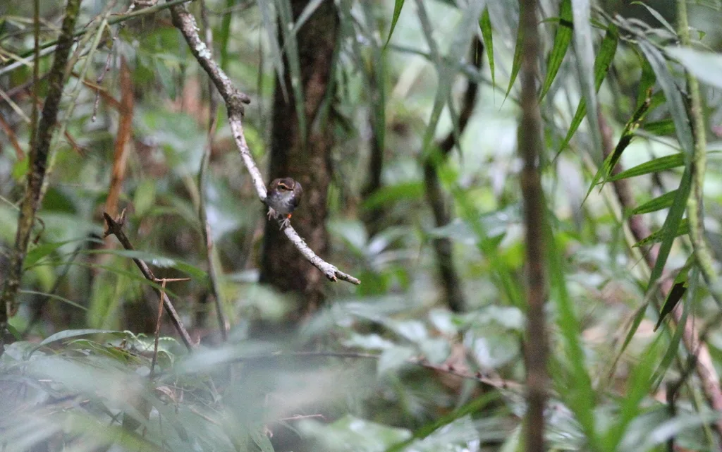 印尼短尾莺(Urosphena whiteheadi)