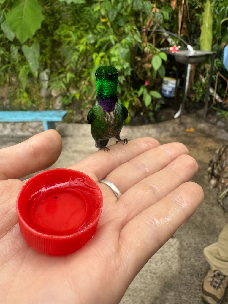 白尾梢蜂鸟(Urosticte benjamini)