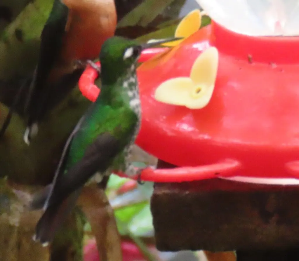 白尾梢蜂鸟(Urosticte benjamini)