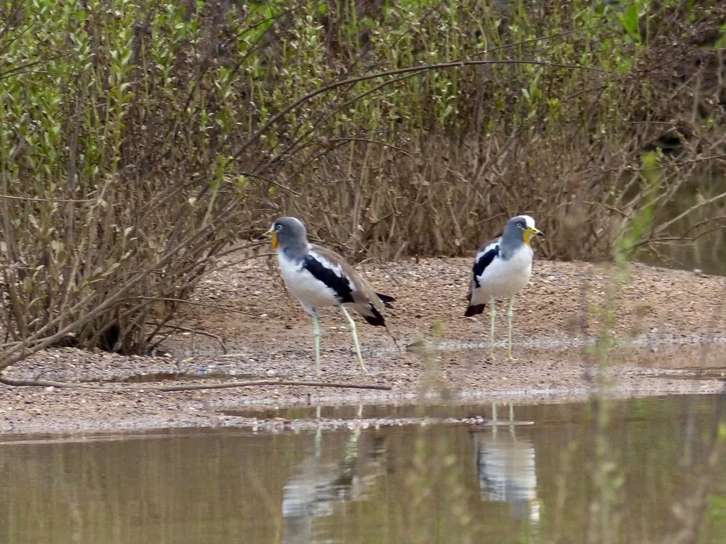 白头麦鸡(Vanellus albiceps)