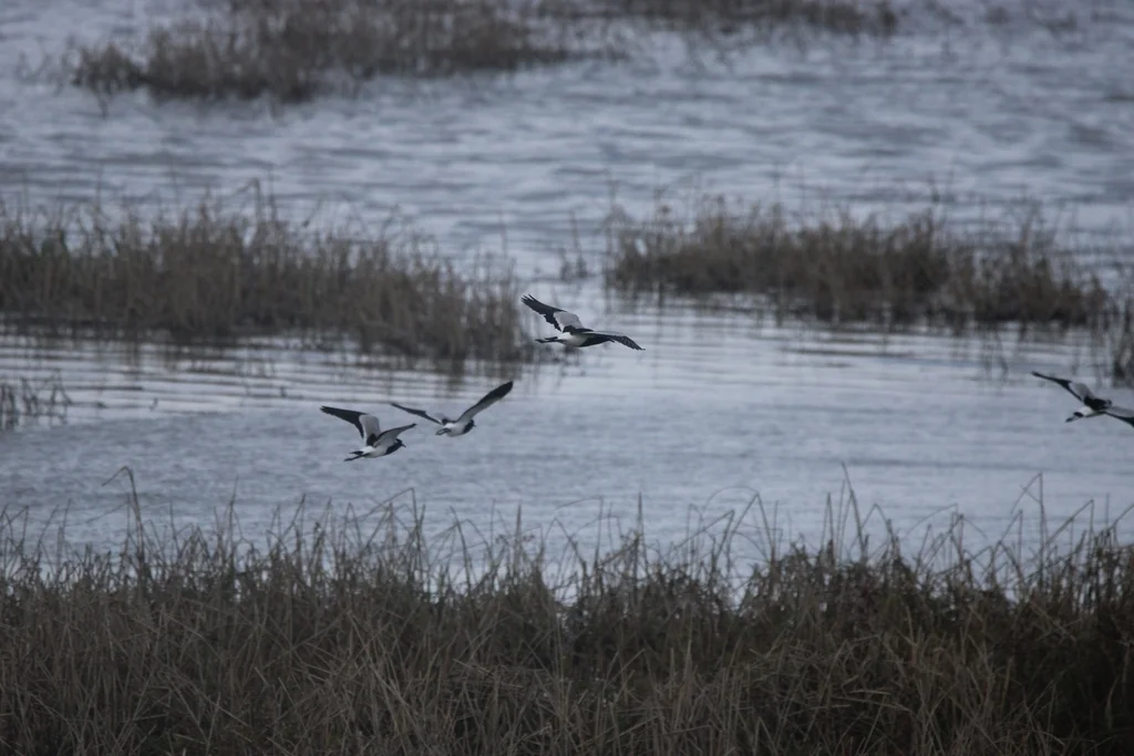 黑背麦鸡(Vanellus armatus)