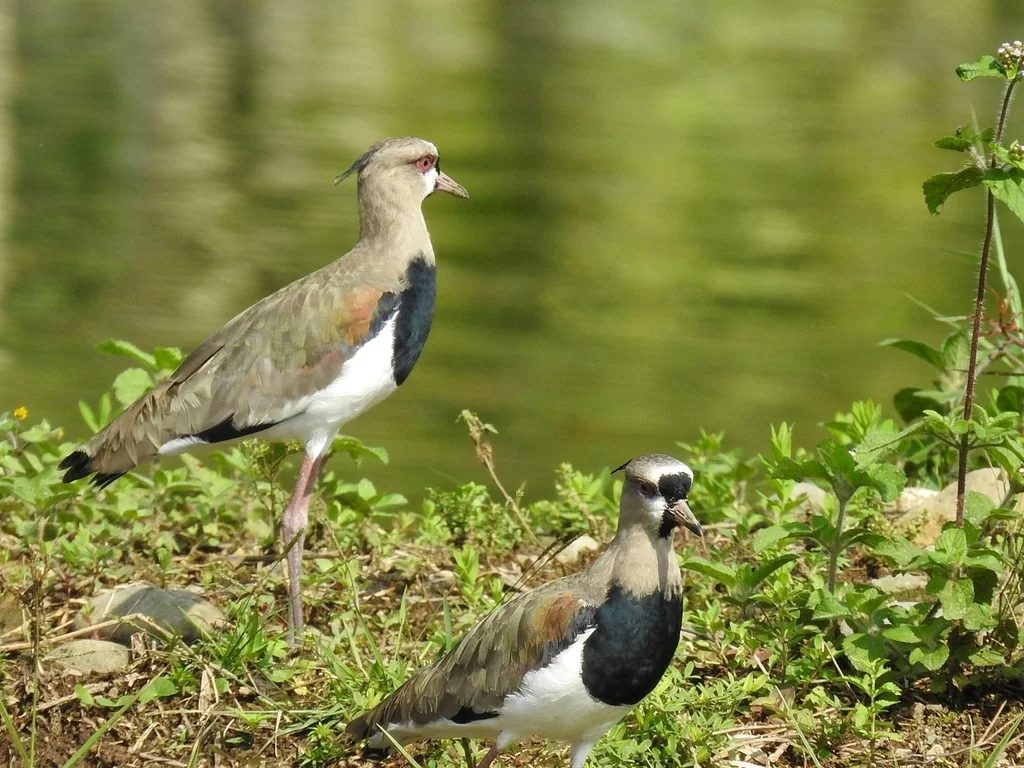 凤头距翅麦鸡(Vanellus chilensis)