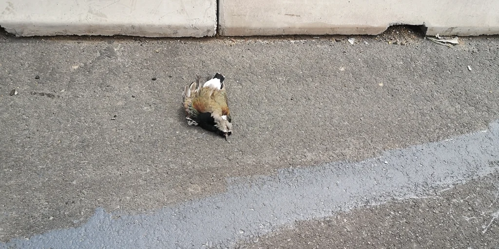 凤头距翅麦鸡(Vanellus chilensis)