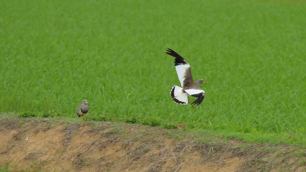 灰头麦鸡(Vanellus cinereus)