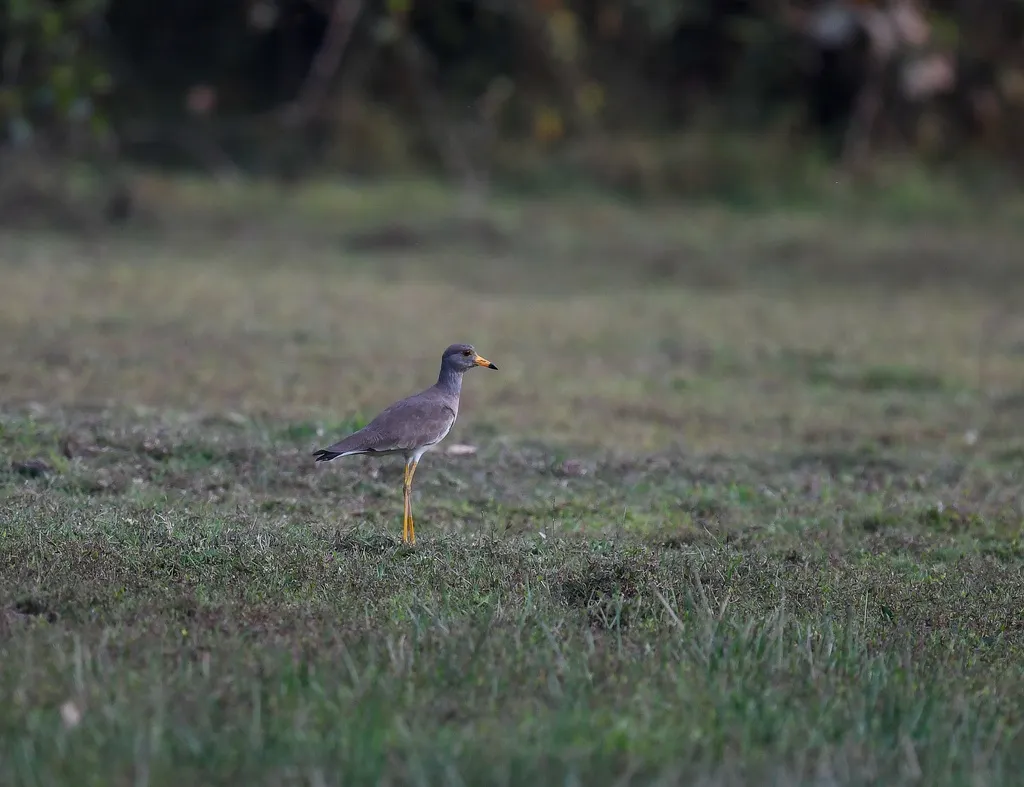 灰头麦鸡(Vanellus cinereus)