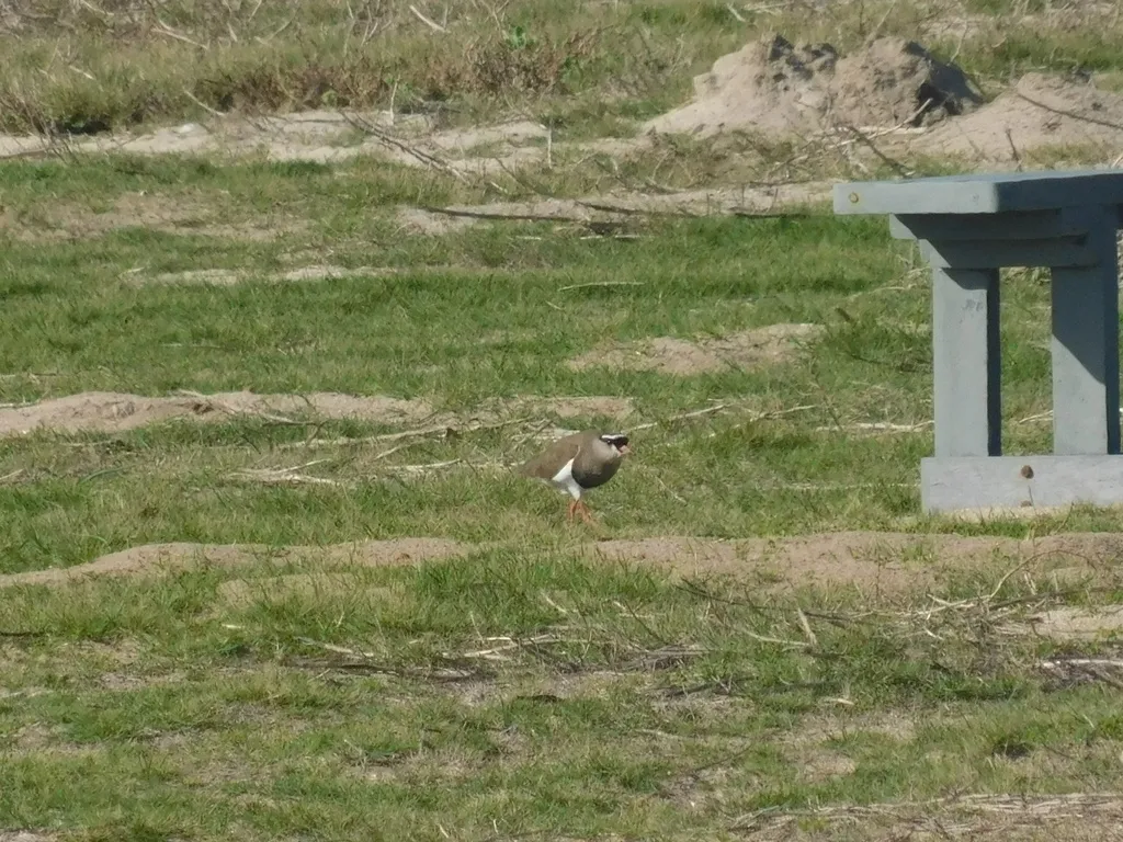 冕麦鸡(Vanellus coronatus)