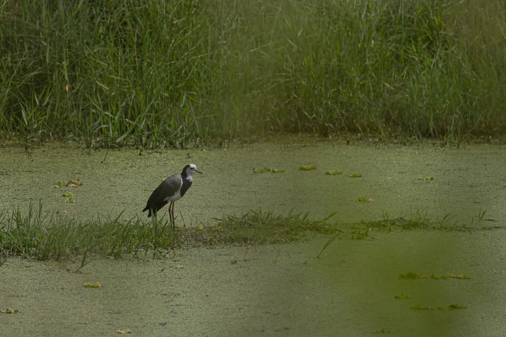 长趾麦鸡(Vanellus crassirostris)