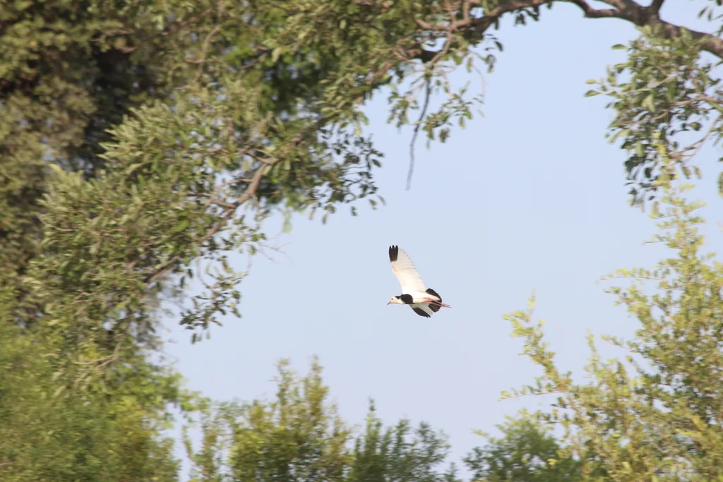 长趾麦鸡(Vanellus crassirostris)
