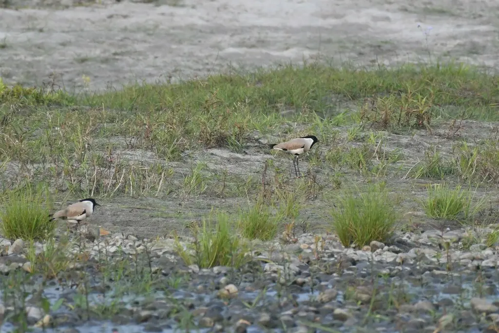 距翅麦鸡(Vanellus duvaucelii)