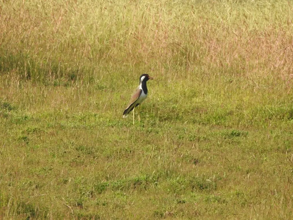 肉垂麦鸡（Vanellus indicus）