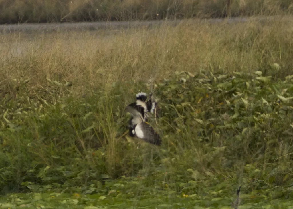肉垂麦鸡（Vanellus indicus）