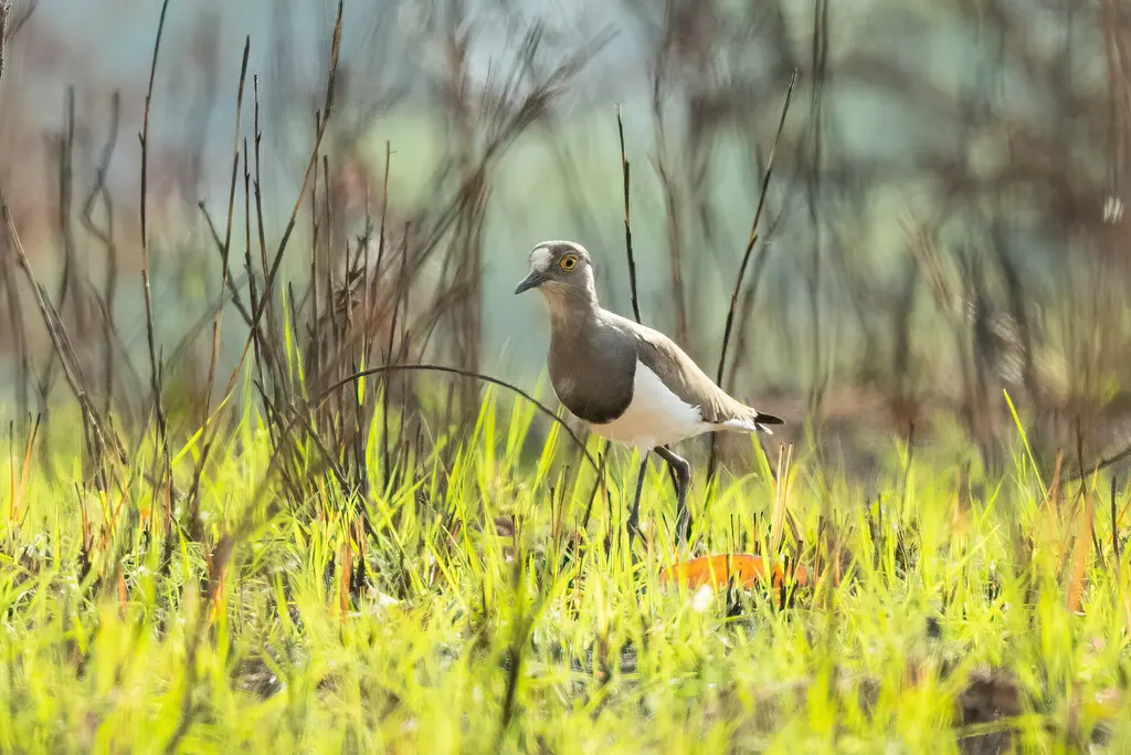 塞内加尔麦鸡(Vanellus lugubris)