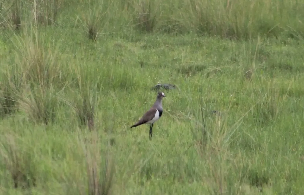塞内加尔麦鸡(Vanellus lugubris)