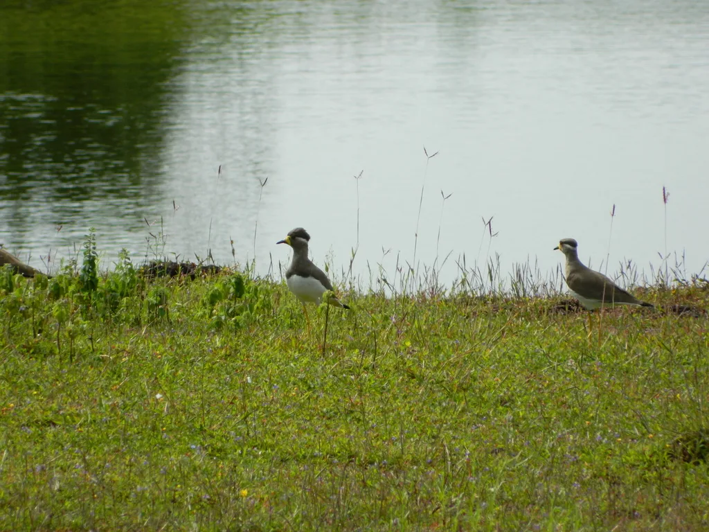 黄垂麦鸡(Vanellus malabaricus)