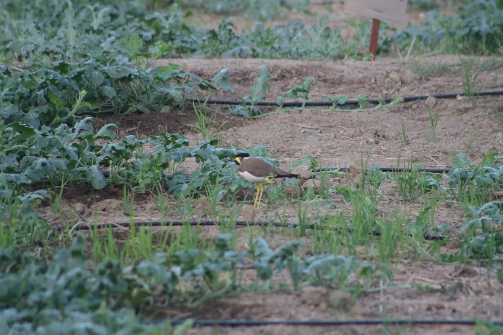 黄垂麦鸡(Vanellus malabaricus)