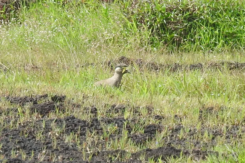 黄垂麦鸡(Vanellus malabaricus)