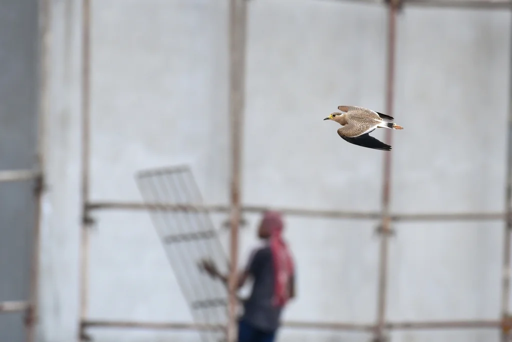 黄垂麦鸡(Vanellus malabaricus)