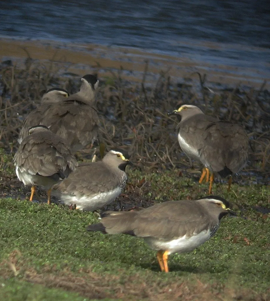 斑胸麦鸡(Vanellus melanocephalus)