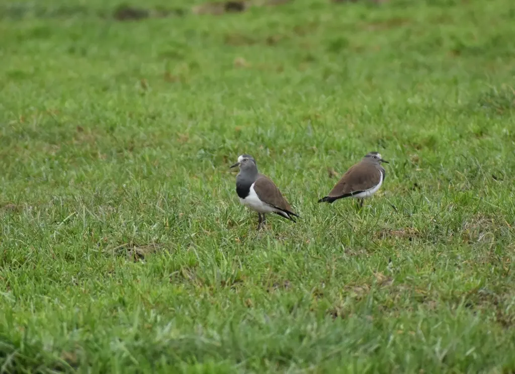 黑翅麦鸡(Vanellus melanopterus)
