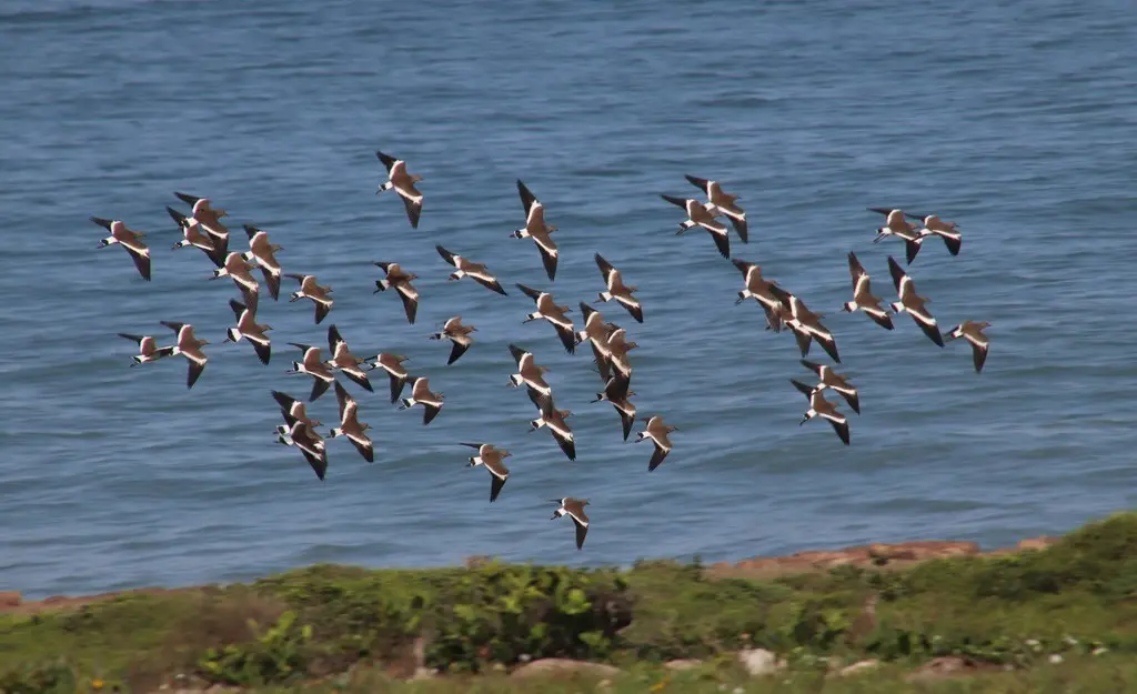 黑翅麦鸡(Vanellus melanopterus)