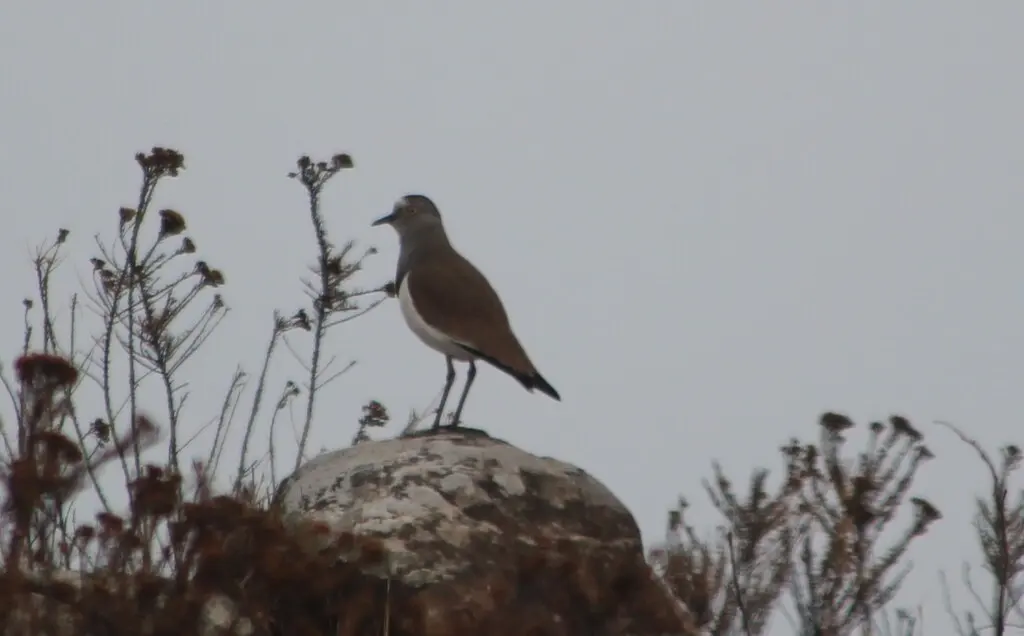 黑翅麦鸡(Vanellus melanopterus)