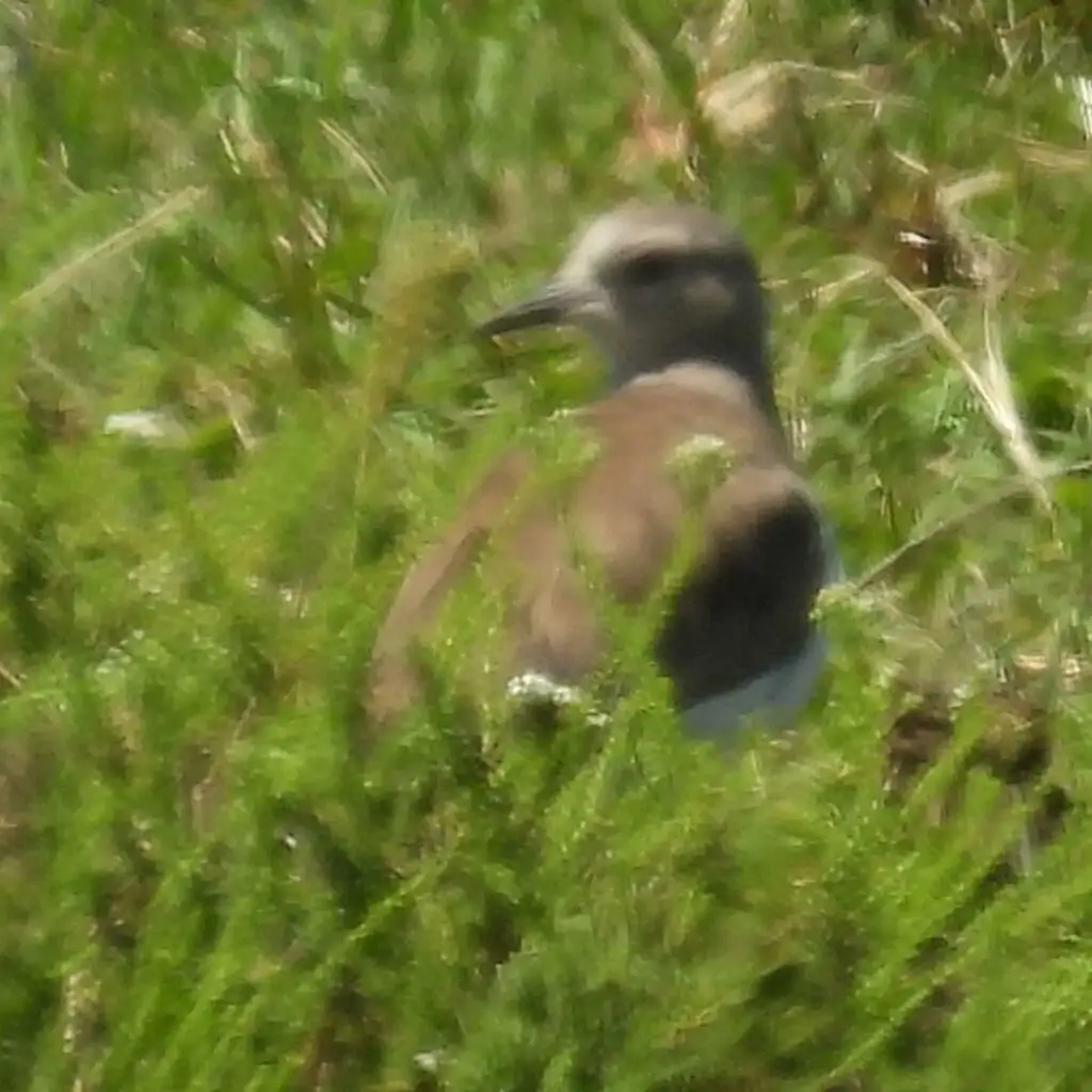 黑翅麦鸡(Vanellus melanopterus)