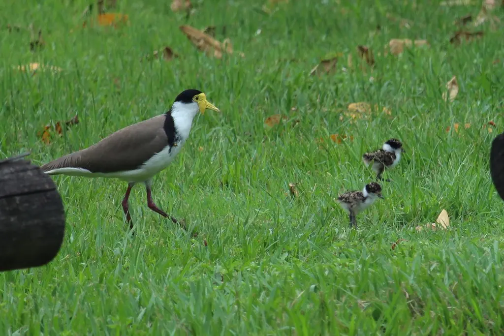 白颈麦鸡(Vanellus miles)