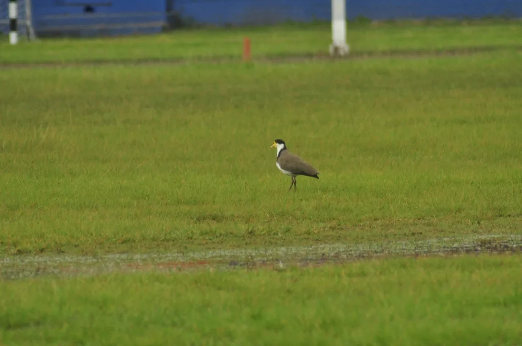 白颈麦鸡(Vanellus miles)