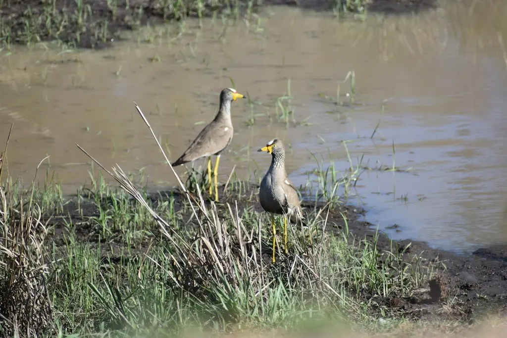黑喉麦鸡(Vanellus senegallus)